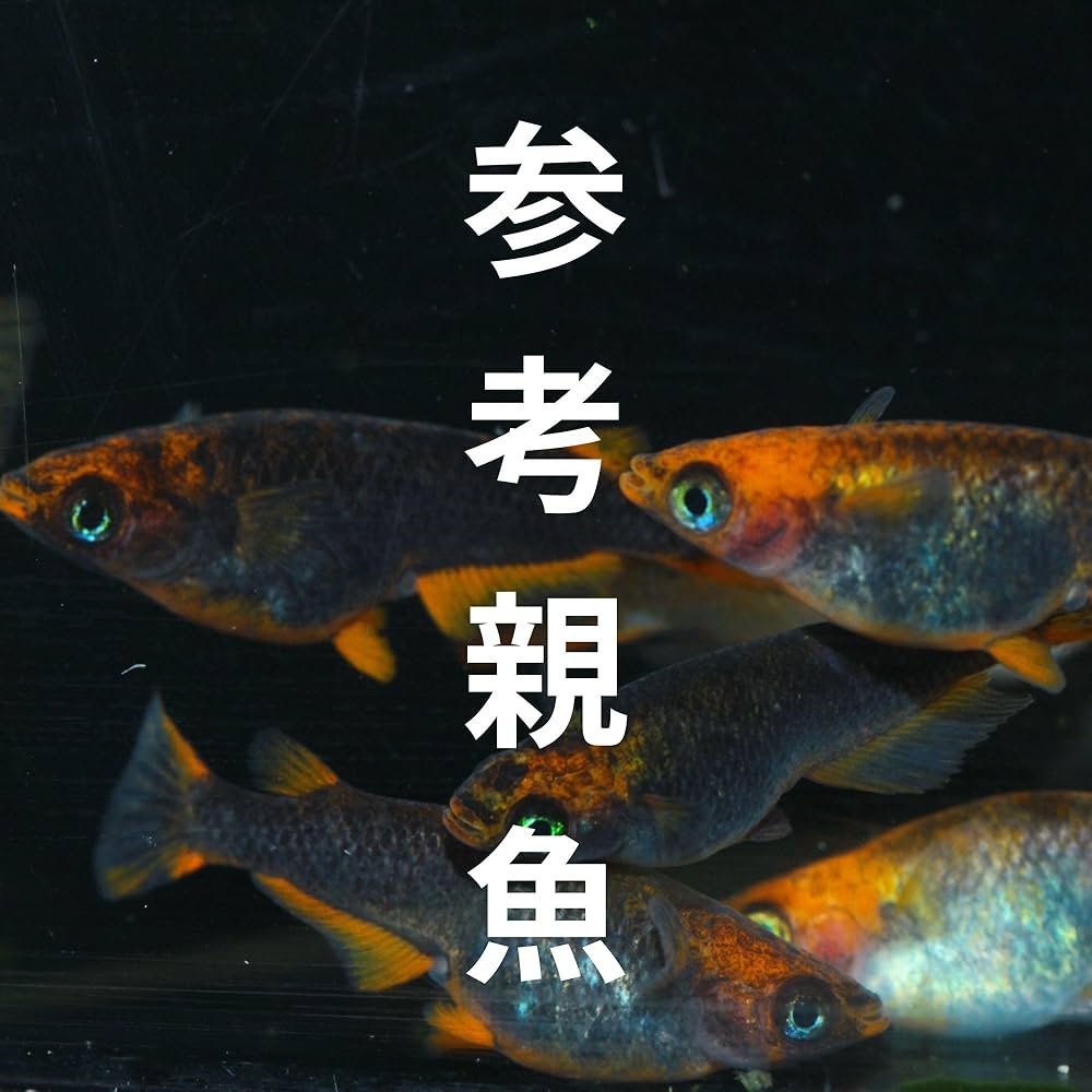 【選べる】学マス【ぱしゃこれ】サポカ類　画像より5枚で500円 発表されたMRが強い話｜木白青